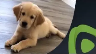 This Golden Retriever puppy is completely confused by a slice of lime