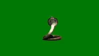 Snake green screen