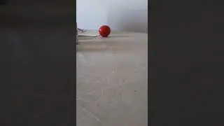 помидор уехал
