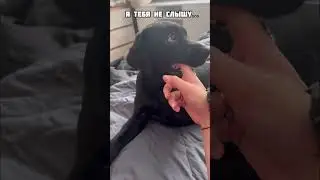 Как уложить щенка спать? 