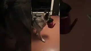 Берта отзывчивая!