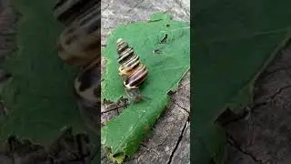 rare snail