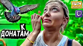 Голубиный Донат. Домашний гусь на пляже. Улицы Таиланда. Паттайя 🤣 Твич Нарезки