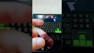 животные из пластилина як,         овцебык, бизон, ёж, утканос.