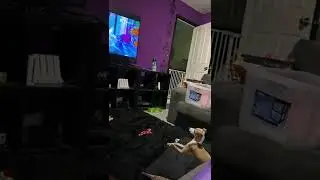 Hercules and Dobby watching tv