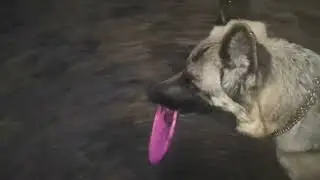 Гуляем под дождем в бору!