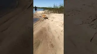 Собачья жизнь🤍