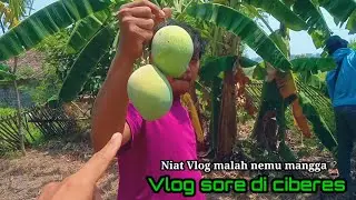 VLOG SORE DI CIBERES // Nemu mangga langsung kita ngerujak