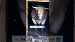 выпускают быка весом 2тонны #subscribe #cute #viral #ферма #сельскоехозяйство #bull #trending #бык