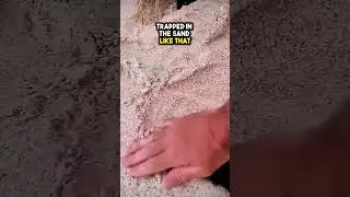 This Cat LOVES being Buried in the Sand❤️❤️❤️