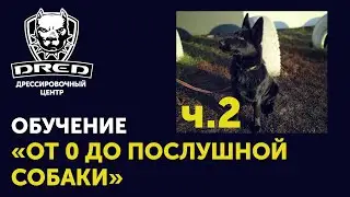 «От 0 до послушной собаки» ч.2 | Выдержка, Рядом, Лежать  | Черная немецкая овчарка Герда