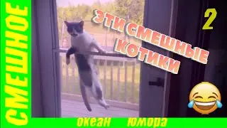Эти Смешные Котики!! Невозможно Не Смотреть!!! Рекомендую!!!
