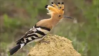 Türkiye'nin Kuşları - Kuşların Dünyası 4 - The World of Birds