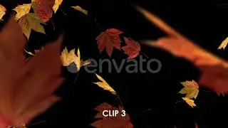 Falling Maple Leaves on Transparent Background - 4 Clips | Motion Graphics - Envato elements