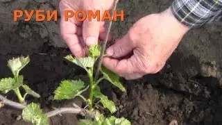 @Новые сорта винограда на Полтавщине