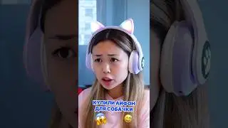 Купили айфон для собачки 