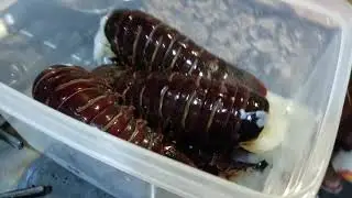 Humanely Preserving Freshly Caught CA Spiny Lobster For Later Consumption