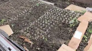 Мульчирование Картоном Редиса