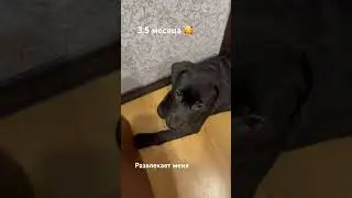 Обсуждаем проблему мячика 🎾 