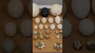 SIZE OF EGGS | BIRDS PARK 🐦 | Quail eggs to Ostrich eggs 🥚