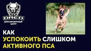 Как успокоить перевозбужденную собаку | Что делать если собачка слишком активная