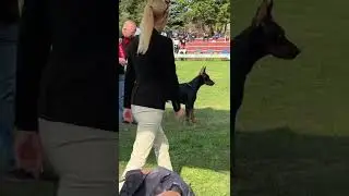 Napoleon betelges on dog show