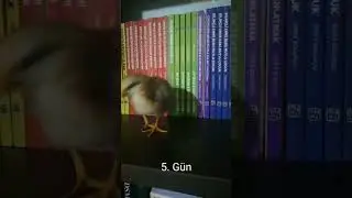 5 günlük 