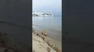 Собачья жизнь🤍