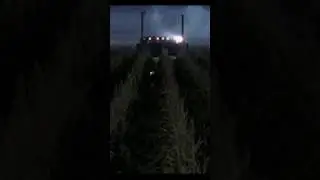 На грузовике по кукурузному полю