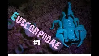 Scorpioni europei e non solo: Euscorpiidae + i miei esemplari (parte 1)