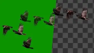 Black Crow | Bird flying Green Screen | Stock footage