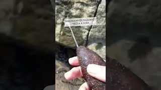 А ЕЩЁ У НЕГО В ПОПЕ РЫБКА ЖИВЁТ 