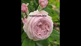 роза оливия, розы остина, питомник роз полины козловой, rozarium.biz