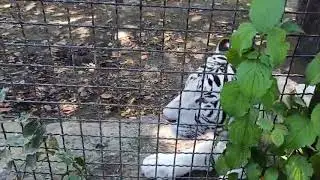 Гамадрил Люська не единственный малыш. Большая семья белого тигра Раджи. Tiger cubs.Тайган. 2022.