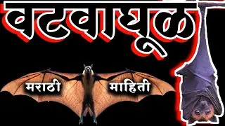 |Vatvaghul Chi Mahiti| वटवाघूळ प्राणी माहिती मराठी/ Bat Animal Information In Marathi 