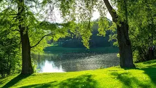 Music heals the heart and blood vessels🌿 Calming music restores the nervous system, relaxing