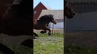 😍An AMAZING Draft Horse Breed! 