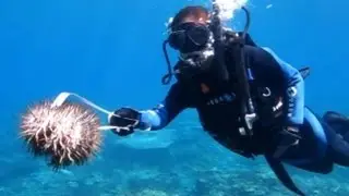 Plaga de estrellas de mar