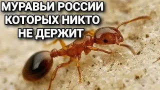 Необычные муравьи России которых никто не держит. #МуравьиЯрославль