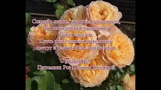 Саженцы роз нашего питомника, Сезон - весна 2023. Питомник роз Полины Козловой rozarium.biz