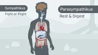 Stress? Was passiert im Körper und was kann man tun?