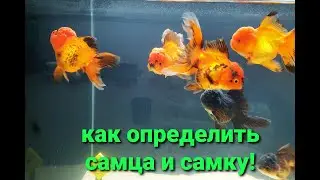 Золотые рыбки Оранда! Как легко определить пол!
