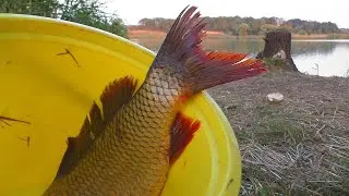 Fishing for carp in the fall at the headquarters and on the river (two fishing in one video) Septemb