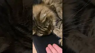 Кузя снова сделал это