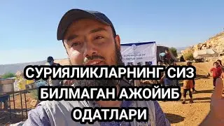 ШОМЛИКЛАРНИ СИЗ БИЛМАГАН АЖОЙИБ ОДАТЛАРИ 