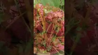 #shortvideo