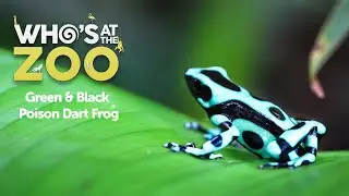 Green & Black Poison Dart Frog | Who’s at the Zoo #1 | Drayton Manor Resort