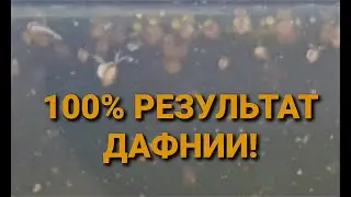 Эксперимент окончен! Результат по разведению дафнии отличный!