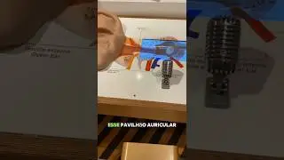 Como o ouvido humano capta o som