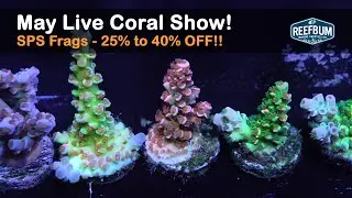 ReefBum's May 2023 Live Coral Sale